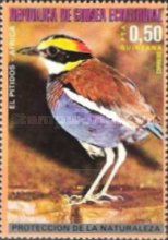 Malayan Banded Pitta (Hydrornis irena)