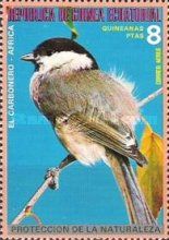 Marsh Tit (Poecile palustris)