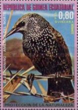 Starling (Sturnus vulgaris)