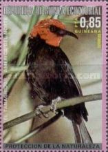 Black-bellied Myzomela (Myzomela erythromelas)