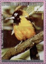 Venezuelan Troupial (Icterus icterus)