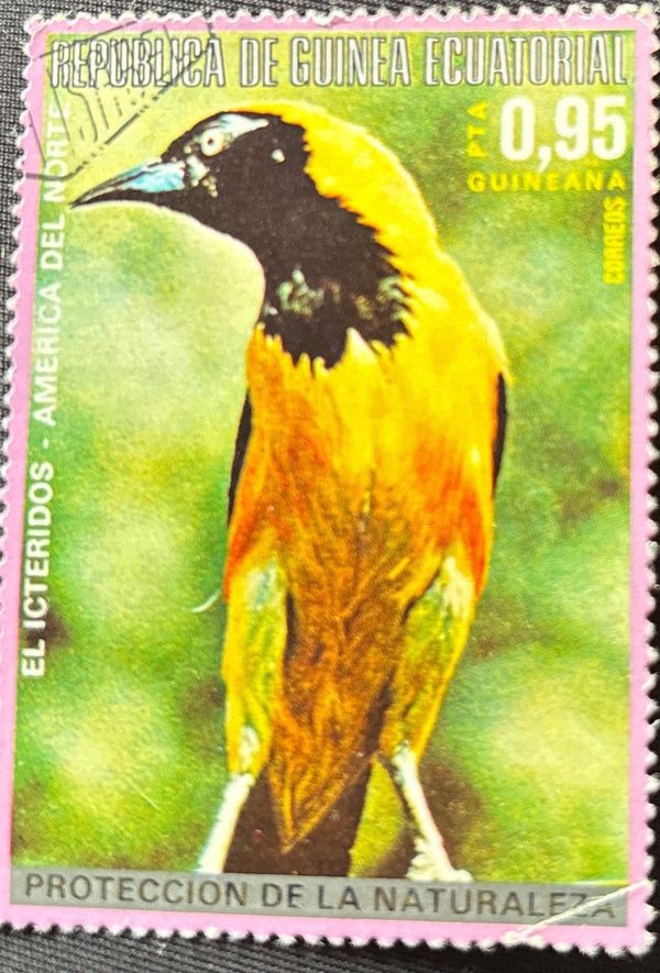 Hooded Oriole (Icterus cucullatus)