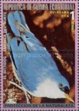 Yellow-billed Nuthatch (Sitta solangiae)