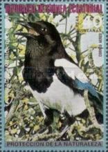 Eurasian Magpie (Pica pica)