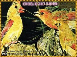 Northern Cardinal (Cardinalis cardinalis)