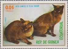 Dark-haired Siamese Cat (Felis silvestris catus)