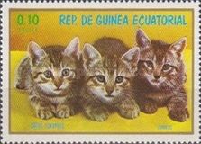 Domestic Cat (Felis silvestris catus)