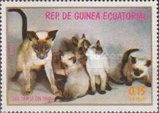 Siamese Cat (Felis silvestris catus)