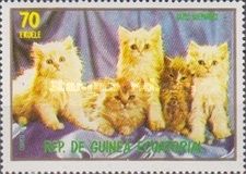 Persian (Felis silvestris catus)