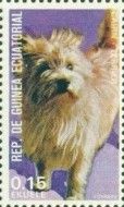 Cairn-Terrier (Canis lupus familiaris)