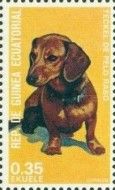 Shorthair Dachshund (Canis lupus familiaris)