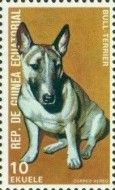 Bull Terrier (Canis lupus familiaris)