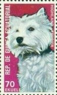 West Highland White Terrier (Canis lupus familiaris)