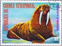 Walrus (Odobenus rosmarus)