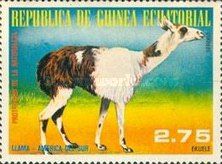 Llama (Lama glama)