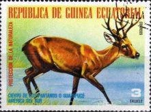 Deer