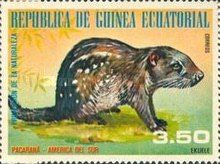 Pacarana (Dinomys branickii)
