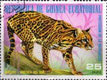 Ocelot (Leopardus pardalis)
