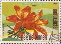 Lilium bulbiferum