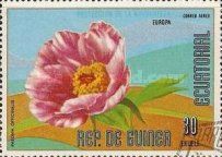 Paeonia officinalis