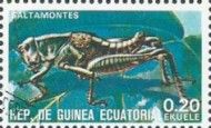 Grasshopper (Caelifera suborder)