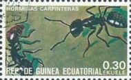 Carpenter Ant (Camponotus sp.)