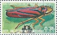 Grasshoper (Family Acrididae)