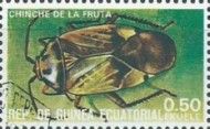 Leptoglossus sp. - (Heteroptera suborder)