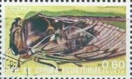 Cicada (Family Cicadidae)