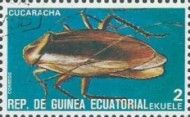 Cockroach (Blattodea p.)