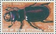 Stag Beetle (Lucanus cervus)