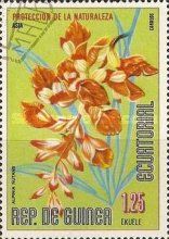 Alpinia nutans