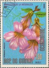 Rehmannia angulata