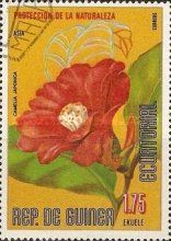 Camelia japonica