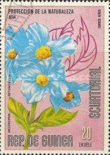 Himalayan Blue Poppy (Meconopsis betonicifolia)