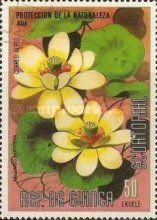 Nelumbo nucifera