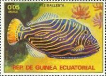Orange-lined Triggerfish (Balistapus undulatus)