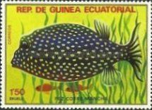 Spotted Ocean Triggerfish (Canthidermis maculata)