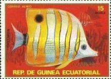 Copperband Butterflyfish (Chelmon rostratus)