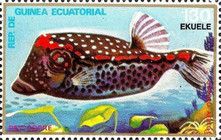 Whitespotted Boxfish (Ostracion meleagris)