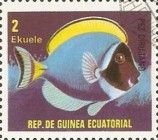 Powderblue Surgeonfish (Acanthurus leucosternon)