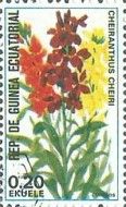Wallflower (Cheiranthus cheiri)