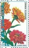Common Zinnia (Zinnia elegans)