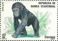 Western Gorilla (Gorilla gorilla)