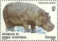 Hippopotamus (Hippopotamus amphibius)