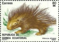 African Brush-Tailed Porcupine (Atherurus africanus)