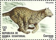 Leopard (Panthera pardus)