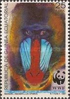 Mandrill (Mandrillus sphinx)