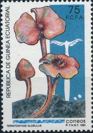 Termitomyces globulus