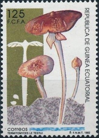 Termitomyces le testui